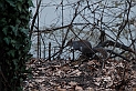 Torino 06_03_2011 - Scoiattolo_11